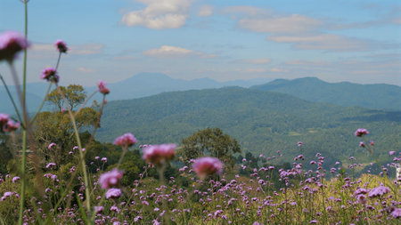 Serene spring meadow with a field of wildflowers in bloomの写真素材