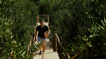 Caucasian man harvesting fresh, ripe tangerines in lush green fruit garden.の写真素材