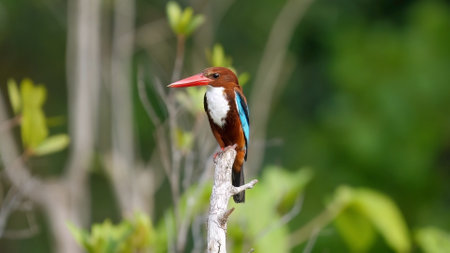 White-throated kingfisher perched on branch in natural habitat.の写真素材