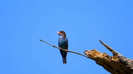 Exotic bird perched on tree branch against clear blue skyの写真素材