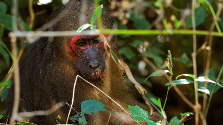 Stump-tailed macaque monkey in natural habitat surrounded by vegetationの写真素材