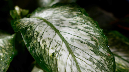 Lush green leaf with intricate white patterning, detailed close-upの写真素材