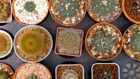 Variety of cacti in small pots arranged in pattern for home decoration