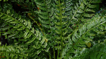Dew-kissed fern leaves glistening close-upの写真素材