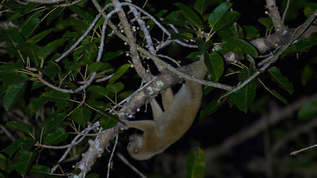 Nocturnal animal in its natural habitat. kinkajou hanging from treeの写真素材