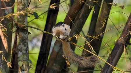 Playful squirrel in natural habitat clinging to slender branches.