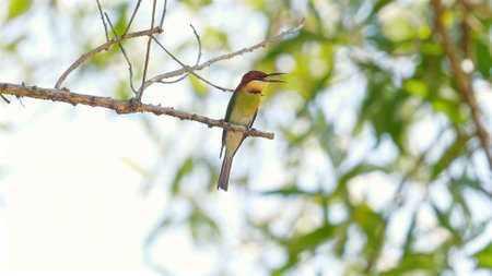 Colorful bee-eater bird perched on branch against natural greenの写真素材