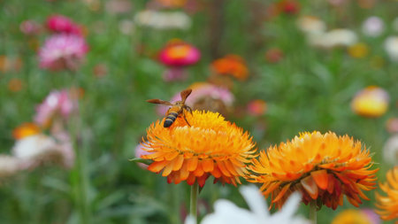 Bee Pollinating Flowers in Vibrant Wildflower Field, showing Vitalの写真素材