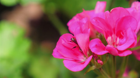 Close-up of vibrant pink flowers with tiny bee collecting nectar,の写真素材