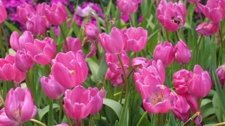 Beautiful pink tulips in full bloom in vibrant garden setting,の写真素材