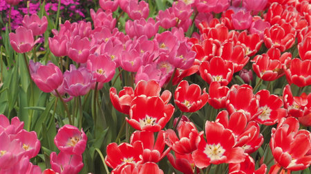 Bright and vibrant tulip flowers in full bloom in garden during springの写真素材