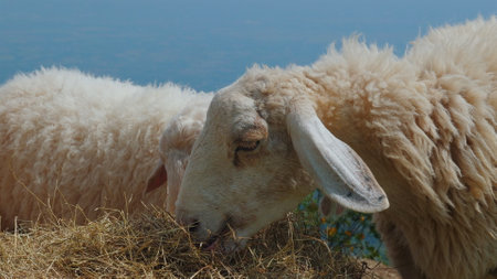 Two sheep grazing on grassy hillside with scenic blue sky inの写真素材