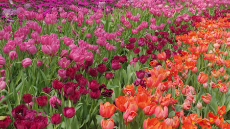 Beautiful field of colorful tulips in full bloom, showcasing vibrantの写真素材