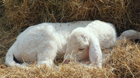 Young white lamb resting on bed of hay, symbolizing tranquility andの写真素材