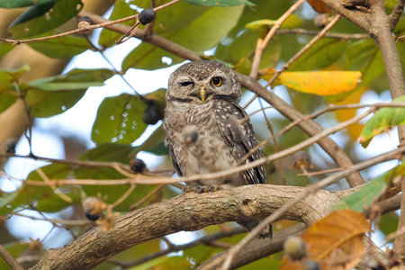 Nocturnal bird of prey perched on branch amidst green foliage,の写真素材