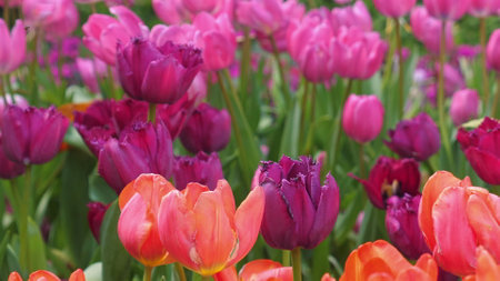 Vibrant field of multicolored tulips in full bloom, showcasingの写真素材