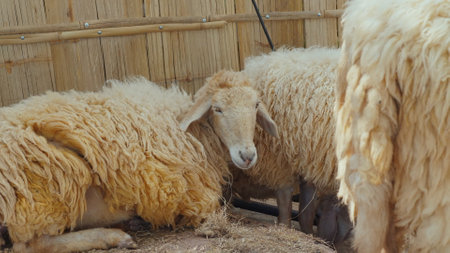 Group of woolly sheep resting in rustic pen, close-up view of theirの写真素材
