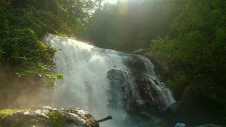 Sunlight streaming through lush forest canopy illuminating majesticの写真素材