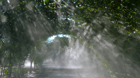 Sunlight filtering through misty botanical garden archway, creating