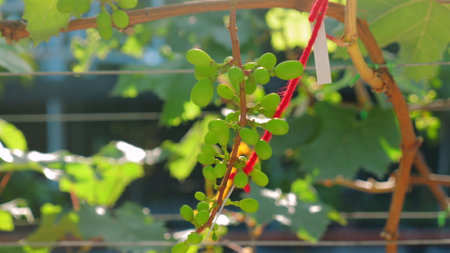 Green unripe grapes growing on vine in sunny vineyard with leaves andの写真素材