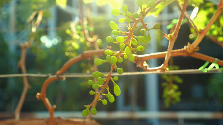 Close-up of young green grapes growing on vine, bathed in warmの写真素材
