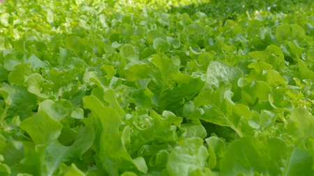 Lush Green Lettuce Leaves Growing in Organic Garden, Fresh Vegetableの写真素材