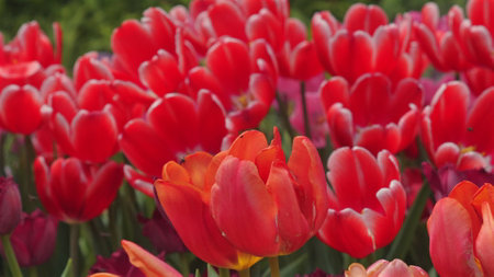 Vibrant field of blooming red tulips in full spring bloom, showcasingの写真素材