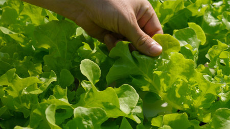 Close-up of hand picking fresh, green lettuce leaves from garden,の写真素材