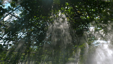 Sunlight filtering through leaves and mist in lush greenhouse,の写真素材