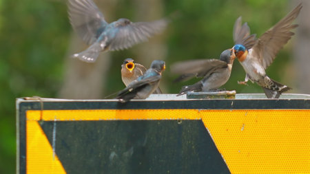 Group of swallows in lively motion perched on signboard in forest areaの写真素材