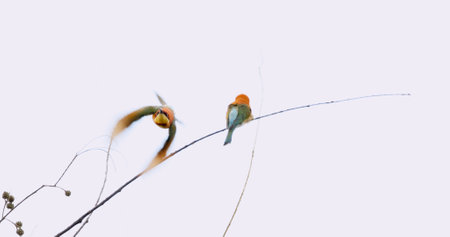 Two colorful beeeater birds on delicate branches, clear sky, oneの写真素材