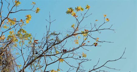 Tree branches with autumn leaves against clear blue sky.
