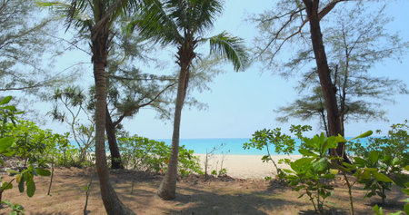 Tropical beach with palm trees, ocean horizon, and blue sky, invitingの写真素材