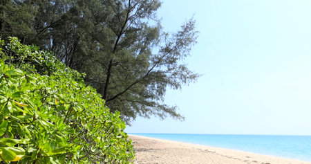 Tropical beach with lush green foliage, clear blue sky, tranquil sea,の写真素材