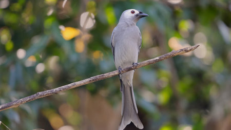 Elegant Ashy Drongo (Dicrurus leucophaeus) perches on a branch, itsの写真素材