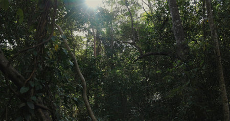 Sunlight filtering through lush green rainforest canopyの写真素材