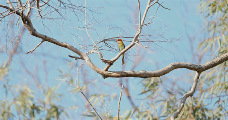 Chestnut-headed bee-eater bird perched on branch against blue skyの写真素材