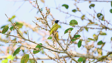Gorgeous Blackheaded Bulbul (Brachypodius melanocephalos) rests on aの写真素材