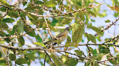 A charming bird basks on a sundrenched branch, its feathers aglow amidの写真素材