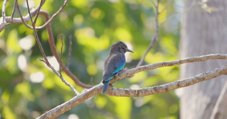 Bird perched on tree branch in lush nature setting.の写真素材