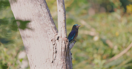 Colorful bird perched on tree branch in lush green forest background.の写真素材