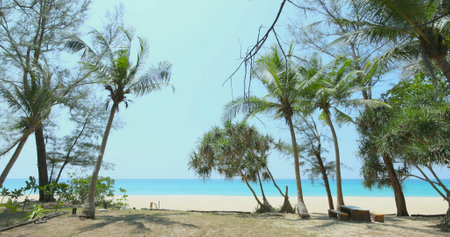 Tropical beach with palm trees, clear blue sky, turquoise ocean,の写真素材