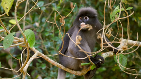 Leaf monkey sitting on tree branch surrounded by green foliage,の写真素材