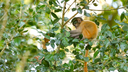 Baby monkey resting on tree among lush green leaves, serene nature