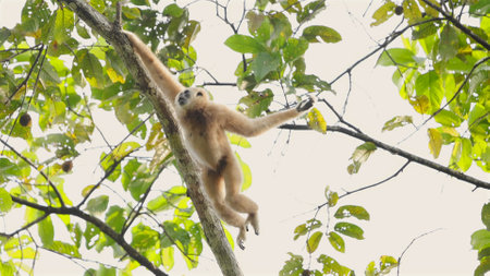 Gibbon hanging on tree branch in lush green forest canopy. Lar gibbonの写真素材