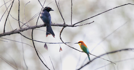 Drongo and beeeater perched on branches, blurred background, vibrant