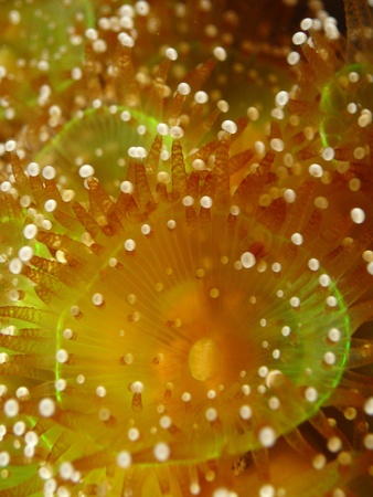 Detail of Jewel anemone colony (Corynactis viridis).の写真素材