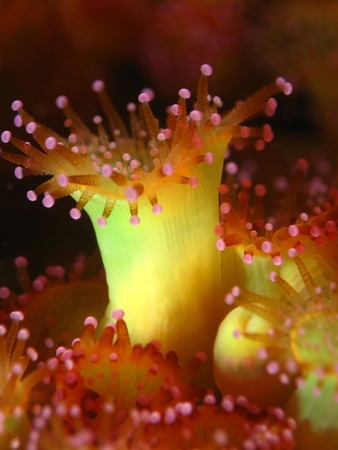 Jewel Anemone (Corynactis viridis) isolated from the rest colony.の写真素材