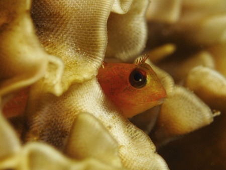 Little blenny fish (Parablennius pilicornis) の写真素材