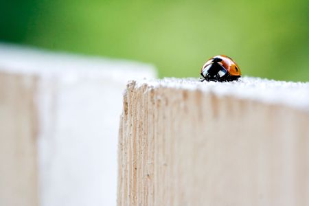 Lady Bug on white fenceの写真素材